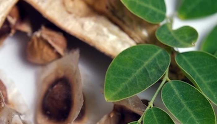 beneficios de la moringa