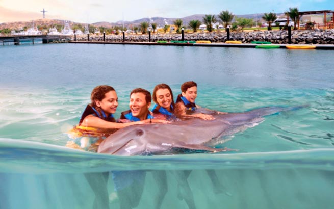 delfines en Los Cabos