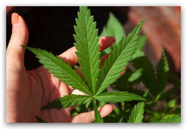 cultivar marihuana en interiores